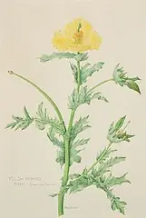 Joan Pontin, Yellow Horned Poppy, watercolour on paper