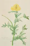 Joan Pontin, Yellow Horned Poppy, watercolour on paper