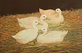Barry McGloin, Nesting, pastel on card
