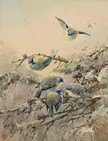 Helen O'Hara, Blue Tits, Lismore, watercolour on paper