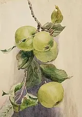 John Luke, Ready For Picking, watercolour on paper