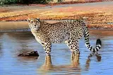 Pip McGarry, The Watering Hole