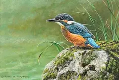 Alan M. Hunt, Juv Kingfisher, 2021, oil on board