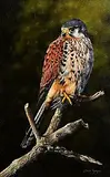 Steve Burgess Canadian, Eurasian Kestrel, oil on board