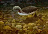 Julian Friers, A Red Throated Diver, oil on board