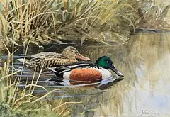 Julian Friers, Duck and Drake, watercolour on paper