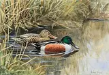 Julian Friers, Duck and Drake, watercolour on paper