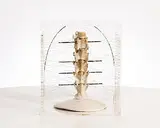 Barrie Cooke, Bone Box, mixed media sculpture in perspex box