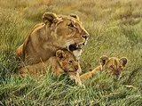Alan M. Hunt, Mother and Cubs
