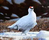 Winter Ptarmigan by Steve Burgess Canadian, oil on board, offered Sep 2025