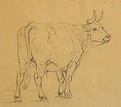 Eugène Verboeckhoven, Standing Bull, pencil on paper