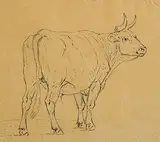 Eugène Verboeckhoven, Standing Bull, pencil on paper