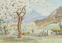 Mabel Young, Cherry Blossom, watercolour on paper