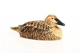 Oisín Kelly, A Female Common Eider Sea Duck, hand-painted ceramic - Kilkenny Design