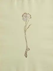 Dorothy Cross, Iris, 1995, silver leaf and paint on paper