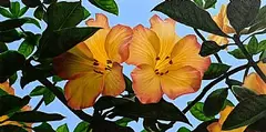 Vincent Keeling, Summer Flowers, acrylic on canvas