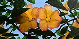Vincent Keeling, Summer Flowers, acrylic on canvas