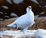 Winter Ptarmigan by Steve Burgess Canadian, oil on board, offered Mar 2025