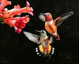 Steve Burgess Canadian, Hummingbirds, oil on board
