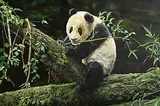 Steve Burgess Canadian, The Panda's Lunch, oil on canvas