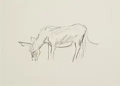 Isobel Nolan, The Last Donkey, 2006, pencil on paper