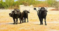 Pip McGarry, Water Buffalos, 2002, oil on canvas