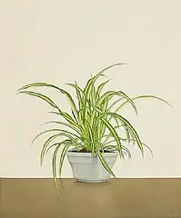 Comhghall Casey, Spider Plant, 2004, oil on canvas