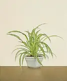 Comhghall Casey, Spider Plant