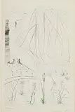 Salvador Dali Spanish, Arrival of Iseult (1970) (from the Tristan and Iseult series), etching - artist's proof number 18 from 25 aside from a numbered edition of 125 - printed on BFK Rives