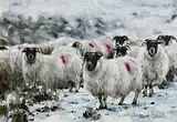 Mark O'Neill, Braving The Cold, oil on board