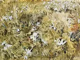 Patrick Swift, Bog Cotton, watercolour on paper