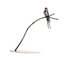 Valentin Bostan, Swallow, 2024, bronze - number 1 from an edition of 4