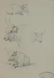 Eugène Verboeckhoven, Water Buffalo, pencil on paper - with studio stamp lower right