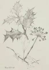 Hedera Helix and Ilex Aquifolium by Wendy F. Walsh, 1992, pencil on paper, sold Jun 2024