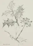 Wendy F. Walsh, Hedera Helix and Ilex Aquifolium, 1992, pencil on paper