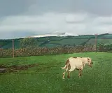 Martin Gale, Heel of the Hunt