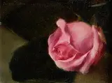 Thomas Ryan, Pink Rose