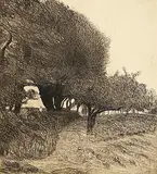 Roderic O'Conor, Path Through the Trees, 1893, etching - perfect proof on Ivory Vellum - from an edition of 100 - produced by Galerie Proute, 1981