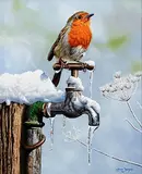 Steve Burgess Canadian, Fire and Ice