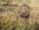 Alan M. Hunt, A Distant Roar