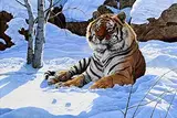 Steve Burgess Canadian, Serenity