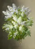 Pink and White Lilac by Raoul Victor Maurice Maucherat de Longpré, gouache on card, offered Nov 2023