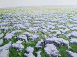 Trevor Geoghegan, Broken Light Patterns, Bogland