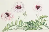Brigitta Saflund, Pink Poppies, 1998, watercolour on paper