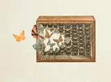 Susane Jameson, The Butterfly Collection, 1976, intaglio mezzotint - number 15 from an edition of 50