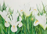 Brigitta Saflund, Waterlilies, 1996, watercolour on paper