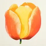 Gráinne Cuffe, Big Tulip II, coloured etching - number 24 from an edition of 30
