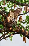 Steve Burgess Canadian, Serengeti Sentinel