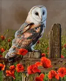 Steve Burgess Canadian, The Night Watcher