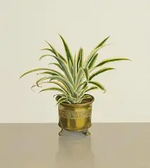 Pineapple Plant by Comhghall Casey, 2004, oil on canvas, sold May 2023